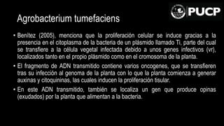 Agrobacterium tumefaciens
• Benítez (2005), menciona que la proliferación celular se induce gracias a la
presencia en el citoplasma de la bacteria de un plásmido llamado Ti, parte del cual
se transfiere a la célula vegetal infectada debido a unos genes infectivos (vr),
localizados tanto en el propio plásmido como en el cromosoma de la planta.
• El fragmento de ADN transmitido contiene varios oncogenes, que se transfieren
tras su infección al genoma de la planta con lo que la planta comienza a generar
auxinas y citoquininas, las cuales inducen la proliferación tisular.
• En este ADN transmitido, también se localiza un gen que produce opinas
(exudados) por la planta que alimentan a la bacteria.
 