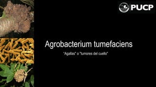 Agrobacterium tumefaciens
“Agallas" o "tumores del cuello"
 