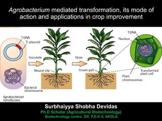 buy neem plant Neem Tree - Azadirachta Indica | Trees - Outdoor Plants main image 0