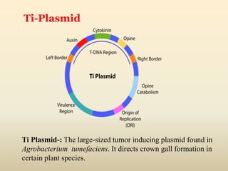 Ti Plasmid-: The large-sized tumor inducing plasmid found in
Agrobacterium tumefaciens. It directs crown gall formation in
certain plant species.
Ti-Plasmid
 