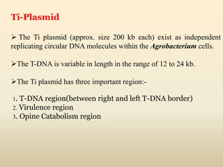 Ti-Plasmid
 The Ti plasmid (approx. size 200 kb each) exist as independent
replicating circular DNA molecules within the Agrobacterium cells.
The T-DNA is variable in length in the range of 12 to 24 kb.
The Ti plasmid has three important region:-
1. T-DNA region(between right and left T-DNA border)
2. Virulence region
3. Opine Catabolism region
 