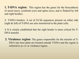 1. T-DNA region: This region has the genes for the biosynthesis
of auxin (aux), cytokinin (cyt) and opine (ocs), and is flanked by left
and right borders.
 T-DNA borders- A set of 24 kb sequences present on either side
(right & left) of T-DNA are also transferred to the plant cells.
 It is clearly established that the right border is more critical for T-
DNA transfer.
2. Virulence region: The genes responsible for the transfer of T-
DNA into host plant are located outside T-DNA and the region is
referred to as vir or virulence region.
 