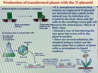 • If A. tumefaciens bacteria that
contain an engineered Ti plasmid
are introduced into a plant in the
natural way, by infection of a
wound in the stem, then only the
cells in the resulting crown gall will
possess the cloned gene. This is of
little value.
• Instead a way of introducing the
new gene into every cell in the
plant is needed.
• There are several solutions, the
simplest being to infect not the
mature plant but a culture of plant
cells or protoplasts in liquid
medium.
Production of transformed plants with the Ti plasmid
 