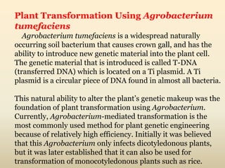 Plant Transformation Using Agrobacterium
tumefaciens
Agrobacterium tumefaciens is a widespread naturally
occurring soil bacterium that causes crown gall, and has the
ability to introduce new genetic material into the plant cell.
The genetic material that is introduced is called T-DNA
(transferred DNA) which is located on a Ti plasmid. A Ti
plasmid is a circular piece of DNA found in almost all bacteria.
This natural ability to alter the plant’s genetic makeup was the
foundation of plant transformation using Agrobacterium.
Currently, Agrobacterium-mediated transformation is the
most commonly used method for plant genetic engineering
because of relatively high efficiency. Initially it was believed
that this Agrobacterium only infects dicotyledonous plants,
but it was later established that it can also be used for
transformation of monocotyledonous plants such as rice.
 
