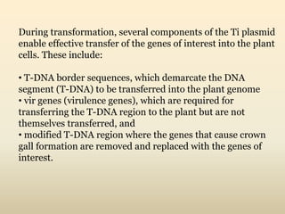 During transformation, several components of the Ti plasmid
enable effective transfer of the genes of interest into the plant
cells. These include:
• T-DNA border sequences, which demarcate the DNA
segment (T-DNA) to be transferred into the plant genome
• vir genes (virulence genes), which are required for
transferring the T-DNA region to the plant but are not
themselves transferred, and
• modified T-DNA region where the genes that cause crown
gall formation are removed and replaced with the genes of
interest.
 