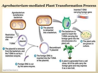 Agrobacterium-mediated Plant Transformation Process
 