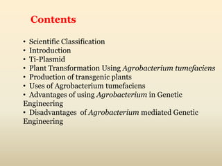 Contents
• Scientific Classification
• Introduction
• Ti-Plasmid
• Plant Transformation Using Agrobacterium tumefaciens
• Production of transgenic plants
• Uses of Agrobacterium tumefaciens
• Advantages of using Agrobacterium in Genetic
Engineering
• Disadvantages of Agrobacterium mediated Genetic
Engineering
 