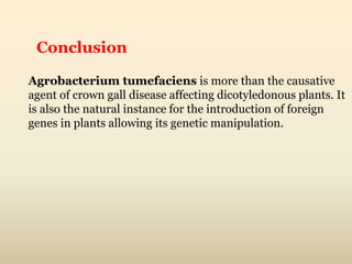 Conclusion
Agrobacterium tumefaciens is more than the causative
agent of crown gall disease affecting dicotyledonous plants. It
is also the natural instance for the introduction of foreign
genes in plants allowing its genetic manipulation.
 