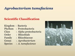 Agrobacterium tumefaciens
Scientific Classification
Kingdom : Bacteria
Phyllum : Proteobacteria
Class : Alpha proteobacteria
Order : Rhizobials
Family : Rhizobiaceae
Genus : Agrobacterium
Species : A. tumefacience
 
