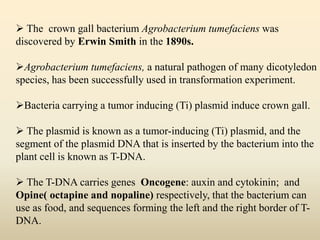  The crown gall bacterium Agrobacterium tumefaciens was
discovered by Erwin Smith in the 1890s.
Agrobacterium tumefaciens, a natural pathogen of many dicotyledon
species, has been successfully used in transformation experiment.
Bacteria carrying a tumor inducing (Ti) plasmid induce crown gall.
 The plasmid is known as a tumor-inducing (Ti) plasmid, and the
segment of the plasmid DNA that is inserted by the bacterium into the
plant cell is known as T-DNA.
 The T-DNA carries genes Oncogene: auxin and cytokinin; and
Opine( octapine and nopaline) respectively, that the bacterium can
use as food, and sequences forming the left and the right border of T-
DNA.
 