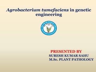 Agrobacterium tumefaciens in genetic
engineering
PRESENTED BY
SURESH KUMAR SAHU
M.Sc. PLANT PATHOLOGY
 