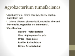 Agrobacterium tumefaciencs by Suman choudhary.pptx