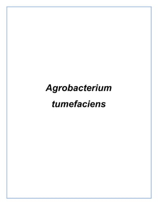 Agrobacterium
tumefaciens
 