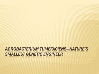 AGROBACTERIUM TUMEFACIENS—NATURE’S
SMALLEST GENETIC ENGINEER
 