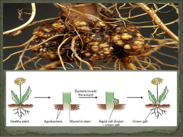 Agrobacterium tumefaciens and crown gall diseases