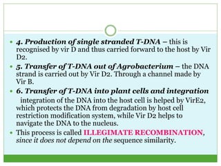 Agrobacterium tumefaciens mediated gene transfer | PPTX