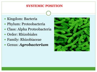 Agrobacterium tumefaciens mediated gene transfer | PPTX