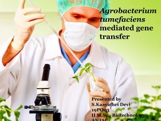 PRESENTED BY
S.KAAYATHRI DEVI
19PO03
II M.SC., BIOTECHNOLOGY
ANJAC
Agrobacterium tumefaciens
mediated gene transfer
Agrobacterium
tumefaciens
mediated gene
transfer
Presented by
S.Kaayathri Devi
19PO03
II M.Sc., Biotechnology
 