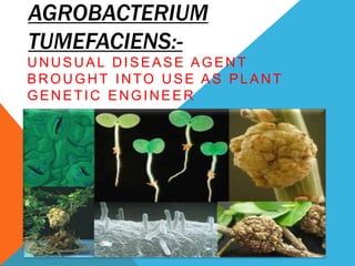AGROBACTERIUM
TUMEFACIENS:UNUSUAL DISEASE AGENT
BROUGHT INTO USE AS PLANT
GENETIC ENGINEER

 
