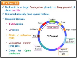 Agrobacterium MEDIATED GENE TRANSFER | PDF