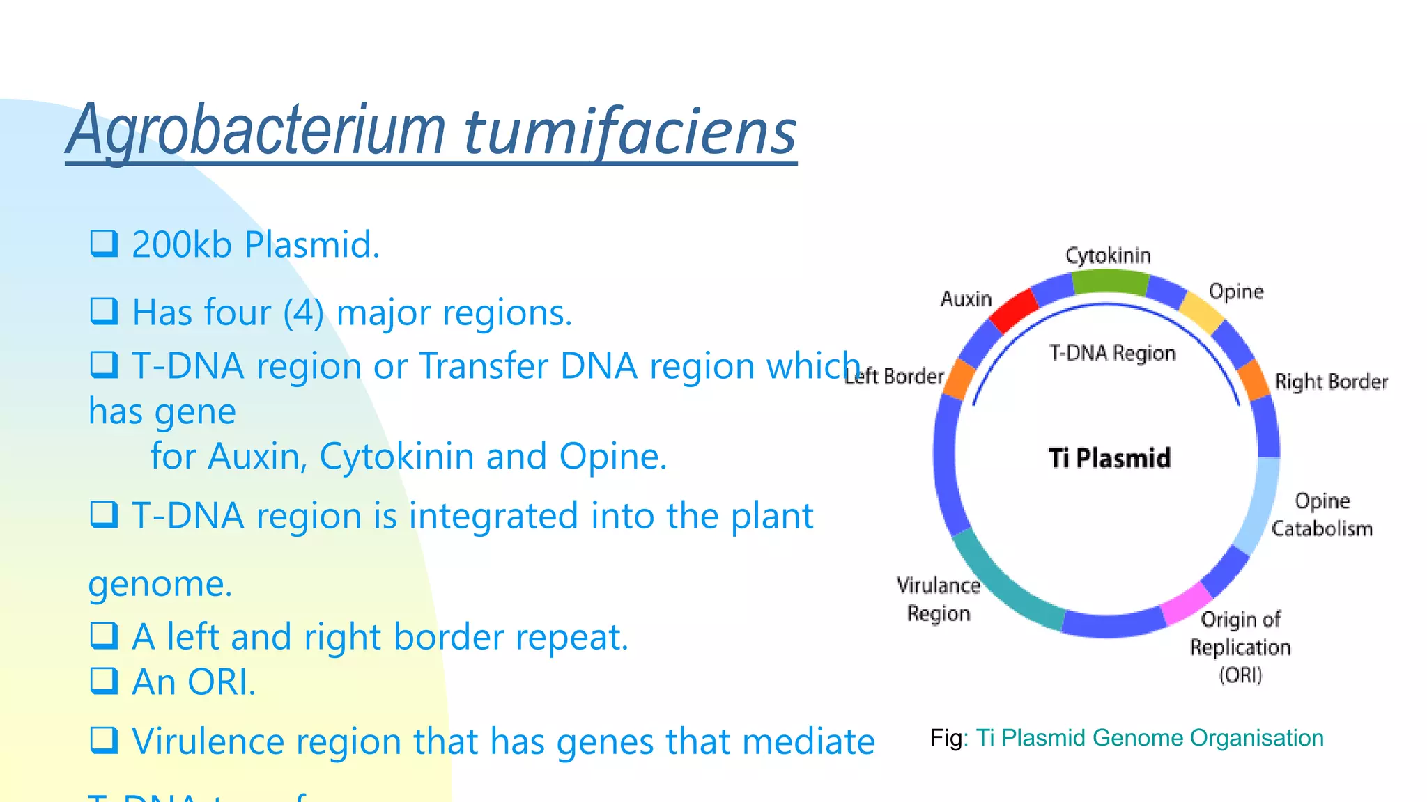 Agrobacteruim_mediated_gene_transfer.ppt