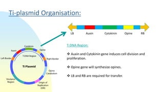 Ti-plasmid Organisation:
LB Auxin Cytokinin Opine RB
T-DNA Region:
 Auxin and Cytokinin gene induces cell division and
proliferation.
 Opine gene will synthesize opines.
 LB and RB are required for transfer.
 