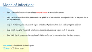 Mode of Infection:
 Step 1: Wounded plant region produces acetosyringone as wounded response.
 Step 2: Bacterial chromosomal genes called chv genes facilitates intimate binding of bacteria to the plant cell at
the wounded site.
 Step 3: Acetosyringone activates vir region binds to virA protein which is an acetosyringone receptor.
 Step 4: virA phosphorylates virG which demerises and activates expression of all vir operons.
 Step 5: All the vir genes together mediates T-DNA transfer and its integration into the plant genome.
Chv genes = Chromosome virulence genes
Vir gene = Virulence genes
 