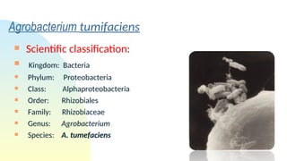 Agrobacteruim_mediated_gene_transfer.ppt