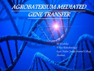 AGROBATERIUM MEDIATED
GENE TRANSFER
BY M.sobika
III B.sc Biotechnology
Ayya Nadar Janaki Ammal College
,Sivakasi.
 
