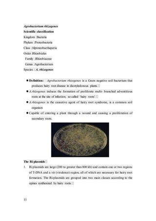 Agrobactrium mediated transformation | DOCX