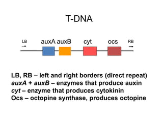 auxA auxB cyt ocs
LB RB
LB, RB – left and right borders (direct repeat)
auxA + auxB – enzymes that produce auxin
cyt – enzyme that produces cytokinin
Ocs – octopine synthase, produces octopine
T-DNA
 