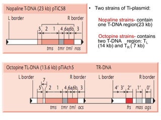 • Two strains of Ti-plasmid:
Nopaline strains- contain
one T-DNA region(23 kb)
Octopine strains- contains
two T-DNA region: TL
(14 kb) and TR ( 7 kb)
 