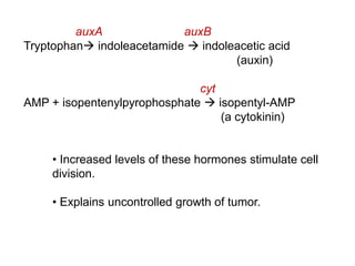 auxA auxB
Tryptophan indoleacetamide  indoleacetic acid
(auxin)
cyt
AMP + isopentenylpyrophosphate  isopentyl-AMP
(a cytokinin)
• Increased levels of these hormones stimulate cell
division.
• Explains uncontrolled growth of tumor.
 