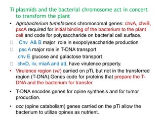 Ti plasmids and the bacterial chromosome act in concert
to transform the plant
• Agrobacterium tumefaciens chromosomal genes: chvA, chvB,
pscA required for initial binding of the bacterium to the plant
cell and code for polysaccharide on bacterial cell surface.
Chv A& B major role in exopolysaccharide production
psc A major role in T-DNA transport
chv E glucose and galactose transport
chvD, ilv, miaA and att, have virulence property.
• Virulence region (vir) carried on pTi, but not in the transferred
region (T-DNA).Genes code for proteins that prepare the T-
DNA and the bacterium for transfer.
• T-DNA encodes genes for opine synthesis and for tumor
production.
• occ (opine catabolism) genes carried on the pTi allow the
bacterium to utilize opines as nutrient.
 