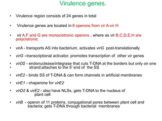 Virulence genes.
• Virulence region consists of 24 genes in total
• Virulence genes are located in 8 operons from vir A-vir H
• vir A,F and G are monocistronic operons , where as vir B,C,D,E,H are
polycistronic
• virA - transports AS into bacterium, activates virG post-translationally
• virG –transcriptional activator; promotes transcription of other vir genes
• virD2 - endonuclease/integrase that cuts T-DNA at the borders but only on one
• strand;attaches to the 5' end of the SS
• virE2 - binds SS of T-DNA & can form channels in artificial membranes
• virE1 - chaperone for virE2
• virD2 & virE2 - also have NLSs, gets T-DNA to the nucleus of
plant cell
• virB - operon of 11 proteins, conjugational pores between plant cell and
bacteria; gets T-DNA through bacterial membranes
 