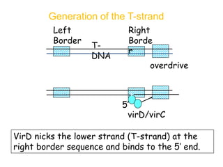 Generation of the T-strand
overdrive
Right
Borde
r
Left
Border
T-
DNA
virD/virC
VirD nicks the lower strand (T-strand) at the
right border sequence and binds to the 5’ end.
5’
 