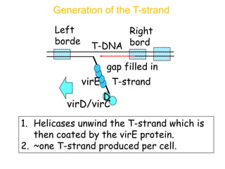 Generation of the T-strand
Right
bord
er
Left
borde
r
D
virD/virC
gap filled in
T-strand
T-DNA
virE
1. Helicases unwind the T-strand which is
then coated by the virE protein.
2. ~one T-strand produced per cell.
 