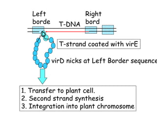1. Transfer to plant cell.
2. Second strand synthesis
3. Integration into plant chromosome
Right
bord
er
Left
borde
r
D
T-strand coated with virE
T-DNA
virD nicks at Left Border sequence
 