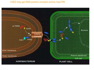VirE2 may get DNA-protein complex across host PM
Dumas et al., (2001), Proc. Natl. Acad. Sci. USA, 98:485
 