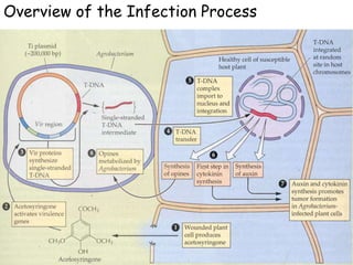Overview of the Infection Process
 