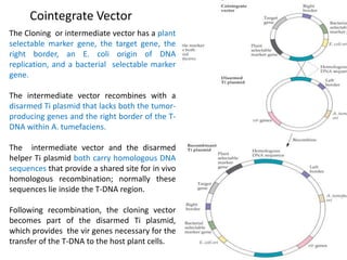 Cointegrate Vector
The Cloning or intermediate vector has a plant
selectable marker gene, the target gene, the
right border, an E. coli origin of DNA
replication, and a bacterial selectable marker
gene.
The intermediate vector recombines with a
disarmed Ti plasmid that lacks both the tumor-
producing genes and the right border of the T-
DNA within A. tumefaciens.
The intermediate vector and the disarmed
helper Ti plasmid both carry homologous DNA
sequences that provide a shared site for in vivo
homologous recombination; normally these
sequences lie inside the T-DNA region.
Following recombination, the cloning vector
becomes part of the disarmed Ti plasmid,
which provides the vir genes necessary for the
transfer of the T-DNA to the host plant cells.
 