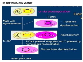 2) COINTEGRATED VECTOR
 