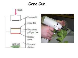 Gene Gun
 