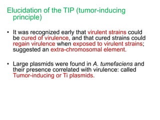 Elucidation of the TIP (tumor-inducing
principle)
• It was recognized early that virulent strains could
be cured of virulence, and that cured strains could
regain virulence when exposed to virulent strains;
suggested an extra-chromosomal element.
• Large plasmids were found in A. tumefaciens and
their presence correlated with virulence: called
Tumor-inducing or Ti plasmids.
 