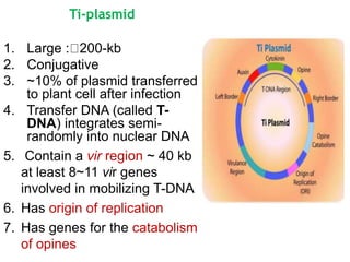 Ti-plasmid
1. Large : 200-kb
2. Conjugative
3. ~10% of plasmid transferred
to plant cell after infection
4. Transfer DNA (called T-
DNA) integrates semi-
randomly into nuclear DNA
5. Contain a vir region ~ 40 kb
at least 8~11 vir genes
involved in mobilizing T-DNA
6. Has origin of replication
7. Has genes for the catabolism
of opines
 