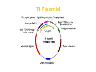 Ti Plasmid
(14 bp repeat)
(7 bp repeat)
 