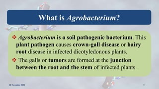 What is Agrobacterium?
 Agrobacterium is a soil pathogenic bacterium. This
plant pathogen causes crown-gall disease or ha...