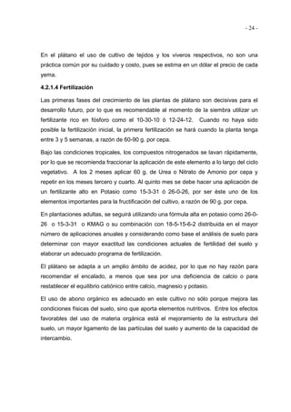 - 24 -
En el plátano el uso de cultivo de tejidos y los viveros respectivos, no son una
práctica común por su cuidado y costo, pues se estima en un dólar el precio de cada
yema.
4.2.1.4 Fertilización
Las primeras fases del crecimiento de las plantas de plátano son decisivas para el
desarrollo futuro, por lo que es recomendable al momento de la siembra utilizar un
fertilizante rico en fósforo como el 10-30-10 ó 12-24-12. Cuando no haya sido
posible la fertilización inicial, la primera fertilización se hará cuando la planta tenga
entre 3 y 5 semanas, a razón de 60-90 g. por cepa.
Bajo las condiciones tropicales, los compuestos nitrogenados se lavan rápidamente,
por lo que se recomienda fraccionar la aplicación de este elemento a lo largo del ciclo
vegetativo. A los 2 meses aplicar 60 g. de Urea o Nitrato de Amonio por cepa y
repetir en los meses tercero y cuarto. Al quinto mes se debe hacer una aplicación de
un fertilizante alto en Potasio como 15-3-31 ó 26-0-26, por ser éste uno de los
elementos importantes para la fructificación del cultivo, a razón de 90 g. por cepa.
En plantaciones adultas, se seguirá utilizando una fórmula alta en potasio como 26-0-
26 o 15-3-31 o KMAG o su combinación con 18-5-15-6-2 distribuida en el mayor
número de aplicaciones anuales y considerando como base el análisis de suelo para
determinar con mayor exactitud las condiciones actuales de fertilidad del suelo y
elaborar un adecuado programa de fertilización.
El plátano se adapta a un amplio ámbito de acidez, por lo que no hay razón para
recomendar el encalado, a menos que sea por una deficiencia de calcio o para
restablecer el equilibrio catiónico entre calcio, magnesio y potasio.
El uso de abono orgánico es adecuado en este cultivo no sólo porque mejora las
condiciones físicas del suelo, sino que aporta elementos nutritivos. Entre los efectos
favorables del uso de materia orgánica está el mejoramiento de la estructura del
suelo, un mayor ligamento de las partículas del suelo y aumento de la capacidad de
intercambio.
 