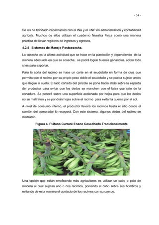 - 34 -
Se les ha brindado capacitación con el INA y el CNP en administración y contabilidad
agrícola. Muchos de ellos utilizan el cuaderno Nuestra Finca como una manera
práctica de llevar registros de ingresos y egresos.
4.2.5 Sistemas de Manejo Postcosecha.
La cosecha es la última actividad que se hace en la plantación y dependiendo de la
manera adecuada en que se coseche, se podrá lograr buenas ganancias, sobre todo
si es para exportar.
Para la corta del racimo se hace un corte en el seudotallo en forma de cruz que
permita que el racimo por su propio peso doble el seudotallo y se pueda sujetar antes
que llegue al suelo. El lado cortado del pinzote se pone hacia atrás sobre la espalda
del productor para evitar que los dedos se manchen con el látex que sale de la
cortadura. Se pondrá sobre una superficie acolchada por hojas para que los dedos
no se maltraten y se pondrán hojas sobre el racimo para evitar la quema por el sol.
A nivel de consumo interno, el productor llevará los racimos hasta el sitio donde el
camión del comprador lo recogerá. Con este sistema, algunos dedos del racimo se
maltratan.
Figura 4. Plátano Curraré Enano Cosechado Tradicionalmente
Una opción que están empleando más agricultores es utilizar un cabo o palo de
madera al cual sujetan uno o dos racimos, poniendo el cabo sobre sus hombros y
evitando de esta manera el contacto de los racimos con su cuerpo.
 