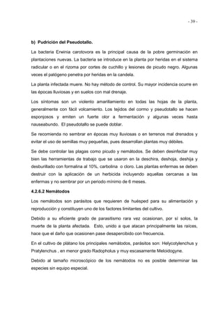 - 39 -
b) Pudrición del Pseudotallo.
La bacteria Erwinia carotovora es la principal causa de la pobre germinación en
plantaciones nuevas. La bacteria se introduce en la planta por heridas en el sistema
radicular o en el rizoma por cortes de cuchillo y lesiones de picudo negro. Algunas
veces el patógeno penetra por heridas en la candela.
La planta infectada muere. No hay método de control. Su mayor incidencia ocurre en
las épocas lluviosas y en suelos con mal drenaje.
Los síntomas son un violento amarillamiento en todas las hojas de la planta,
generalmente con fácil volcamiento. Los tejidos del cormo y pseudotallo se hacen
esponjosos y emiten un fuerte olor a fermentación y algunas veces hasta
nauseabundo. El pseudotallo se puede doblar.
Se recomienda no sembrar en épocas muy lluviosas o en terrenos mal drenados y
evitar el uso de semillas muy pequeñas, pues desarrollan plantas muy débiles.
Se debe controlar las plagas como picudo y nemátodos. Se deben desinfectar muy
bien las herramientas de trabajo que se usaron en la deschira, deshoja, deshija y
desburillado con formalina al 10%, carbolina o cloro. Las plantas enfermas se deben
destruir con la aplicación de un herbicida incluyendo aquellas cercanas a las
enfermas y no sembrar por un periodo mínimo de 6 meses.
4.2.6.2 Nemátodos
Los nemátodos son parásitos que requieren de huésped para su alimentación y
reproducción y constituyen uno de los factores limitantes del cultivo.
Debido a su eficiente grado de parasitismo rara vez ocasionan, por sí solos, la
muerte de la planta afectada. Esto, unido a que atacan principalmente las raíces,
hace que el daño que ocasionen pase desapercibido con frecuencia.
En el cultivo de plátano los principales nemátodos, parásitos son: Helycotylenchus y
Pratylenchus , en menor grado Radopholus y muy escasamente Meloidogyne.
Debido al tamaño microscópico de los nemátodos no es posible determinar las
especies sin equipo especial.
 